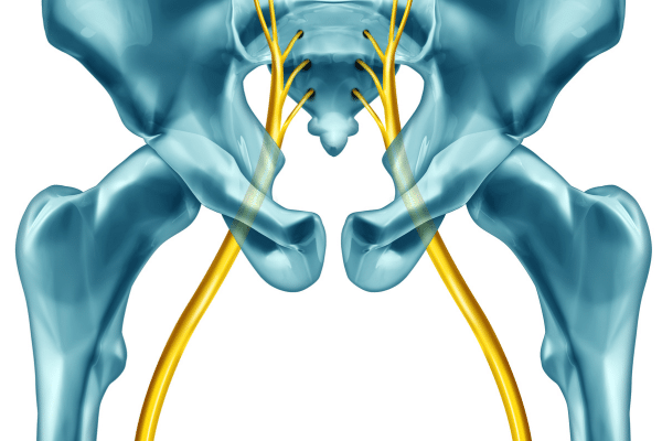 spine-to-leg nerve pathway